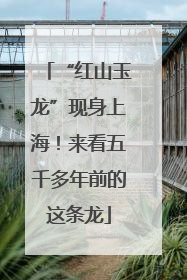“红山玉龙”现身上海！来看五千多年前的这条龙