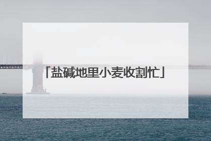 盐碱地里小麦收割忙