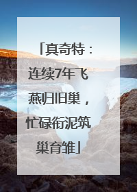 真奇特：连续7年飞燕归旧巢，忙碌衔泥筑巢育雏