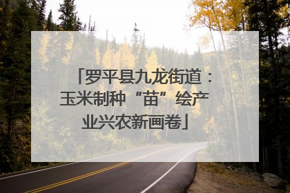 罗平县九龙街道：玉米制种“苗”绘产业兴农新画卷