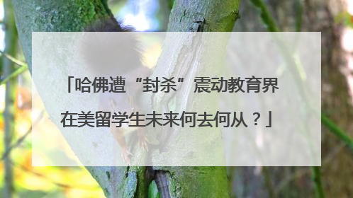 哈佛遭“封杀”震动教育界 在美留学生未来何去何从？
