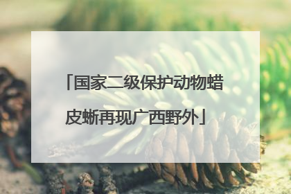国家二级保护动物蜡皮蜥再现广西野外