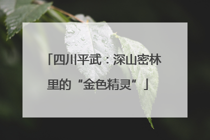 四川平武：深山密林里的“金色精灵”