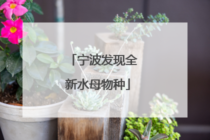 宁波发现全新水母物种