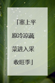 塞上平原冷凉蔬菜进入采收旺季