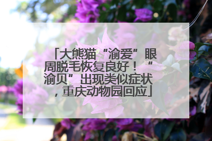 大熊猫“渝爱”眼周脱毛恢复良好！“渝贝”出现类似症状，重庆动物园回应