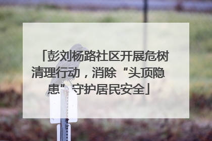 彭刘杨路社区开展危树清理行动，消除“头顶隐患”守护居民安全
