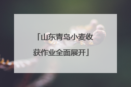 山东青岛小麦收获作业全面展开