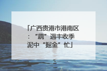 广西贵港市港南区：“藕”遇丰收季 泥中“掘金”忙