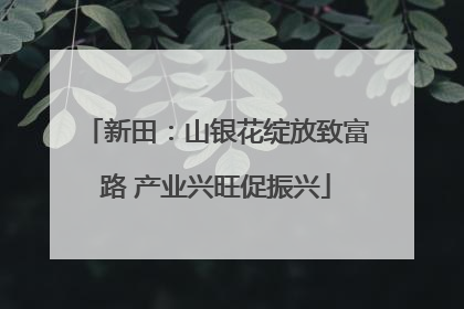 新田：山银花绽放致富路 产业兴旺促振兴