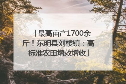 最高亩产1700余斤！东明县刘楼镇：高标准农田增效增收
