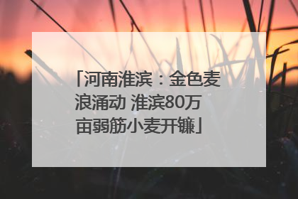 河南淮滨：金色麦浪涌动 淮滨80万亩弱筋小麦开镰