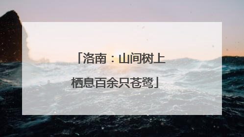 洛南：山间树上栖息百余只苍鹭