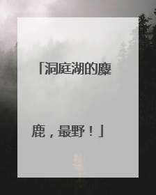 洞庭湖的麋鹿，最野！