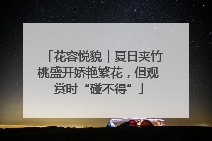 花容悦貌｜夏日夹竹桃盛开娇艳繁花，但观赏时“碰不得”