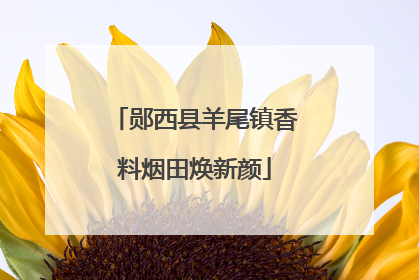郧西县羊尾镇香料烟田焕新颜