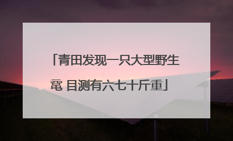 青田发现一只大型野生鼋 目测有六七十斤重
