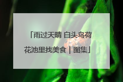 雨过天晴 白头鸟荷花池里找美食｜图集