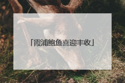 霞浦鲍鱼喜迎丰收